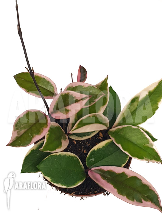 Hoya sp Flamingo dream &lsquo;Starter&rsquo;