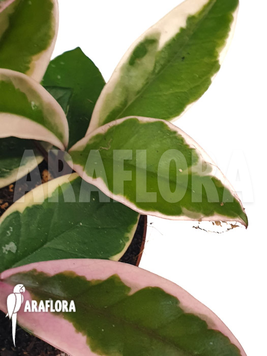 Hoya sp Flamingo dream &lsquo;Starter&rsquo;