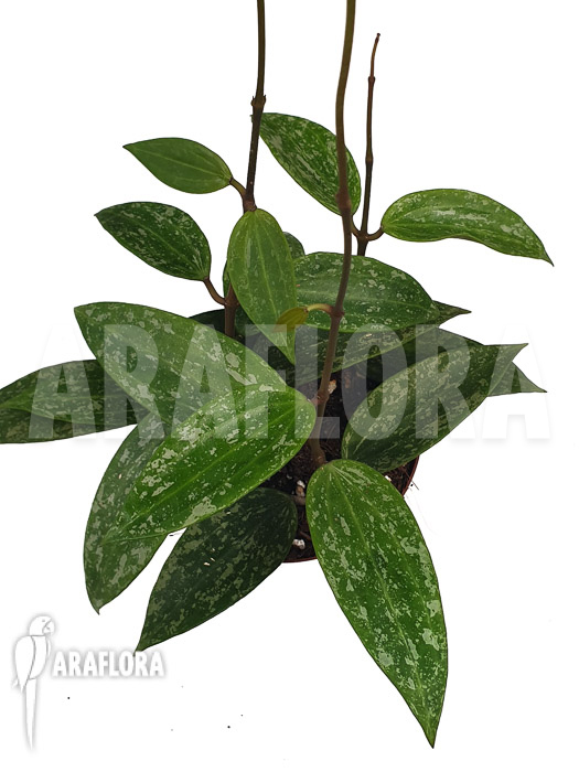 Hoya sp rangsan &lsquo;Starter&rsquo;