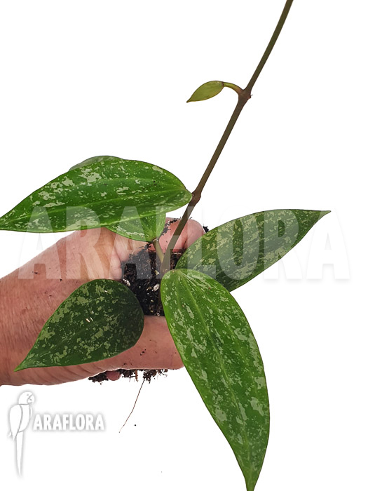 Hoya sp rangsan &lsquo;Starter&rsquo;