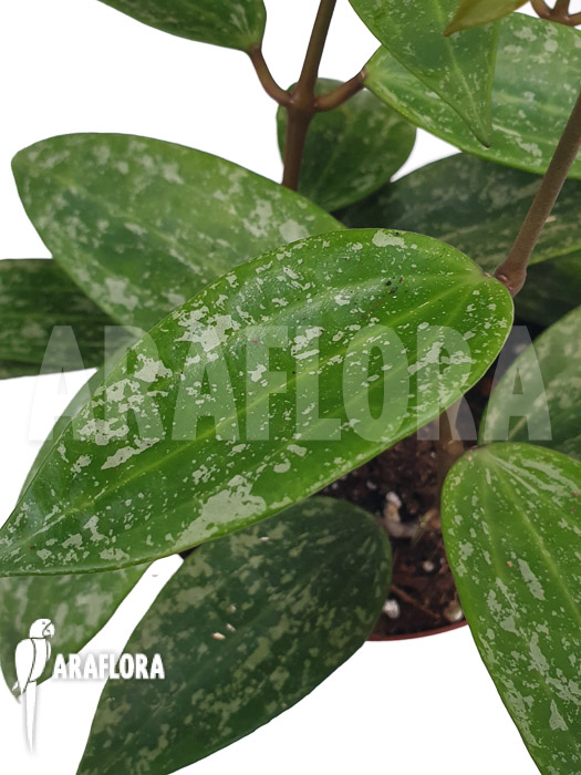 Hoya sp rangsan &lsquo;Starter&rsquo;