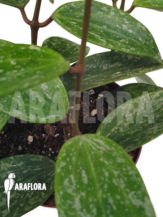 Hoya sp rangsan &lsquo;Starter&rsquo;