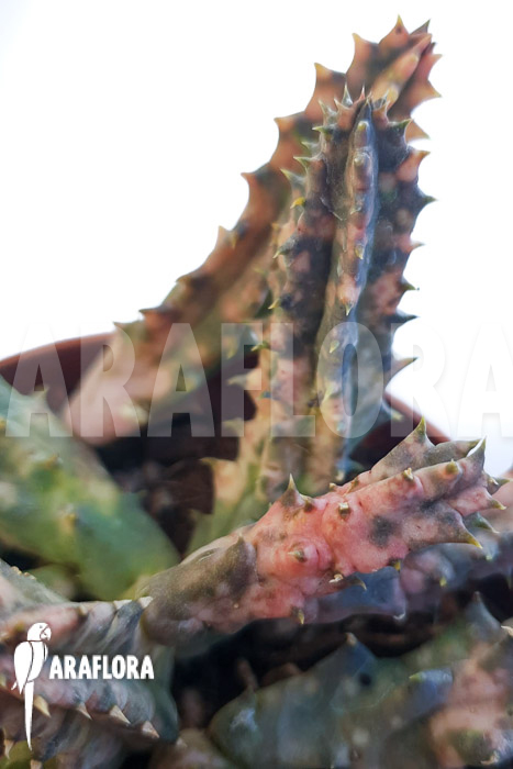 Huernia zebrina &lsquo;pink&rsquo;