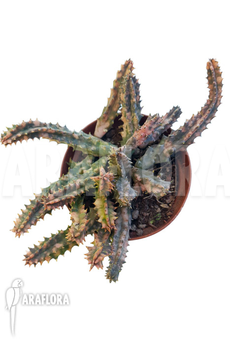 Huernia zebrina &lsquo;pink&rsquo;