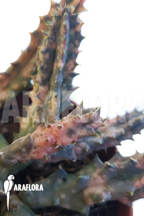 Huernia zebrina &lsquo;pink&rsquo;