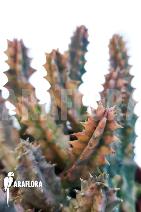 Huernia zebrina &lsquo;pink&rsquo;