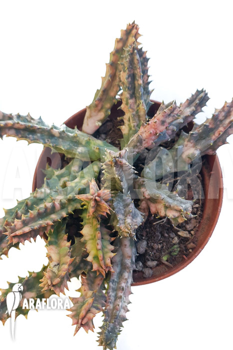 Huernia zebrina &lsquo;pink&rsquo;
