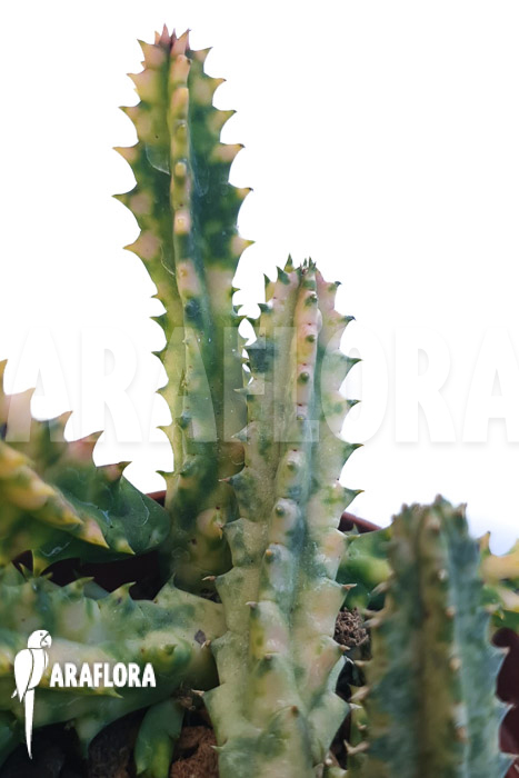 Huernia zebrina &lsquo;white&rsquo;