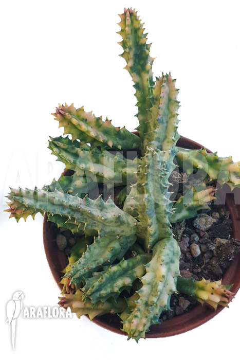 Huernia zebrina &lsquo;white&rsquo;