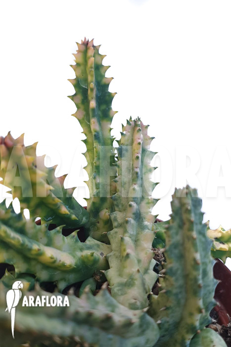 Huernia zebrina &lsquo;white&rsquo;