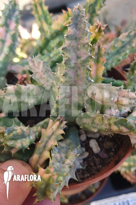 Huernia zebrina &lsquo;white&rsquo;