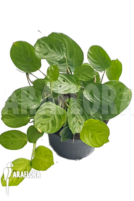 Marantha depressa