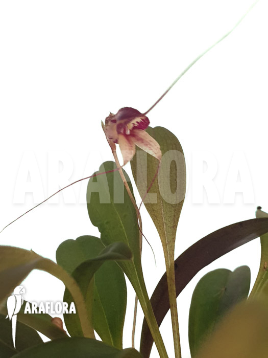 Masdevallia nidifica &lsquo;Red Yellow&rsquo;