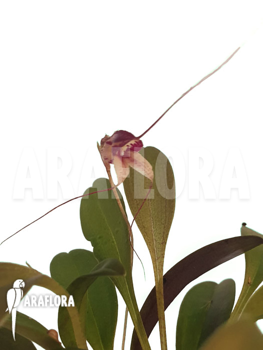 Masdevallia nidifica &lsquo;Red Yellow&rsquo;