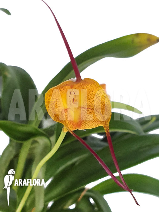 Masdevallia triangularis