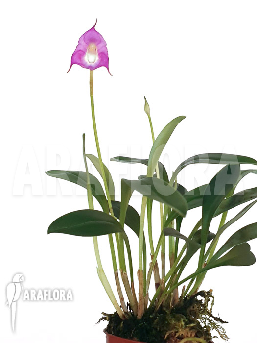 Masdevallia uniflora