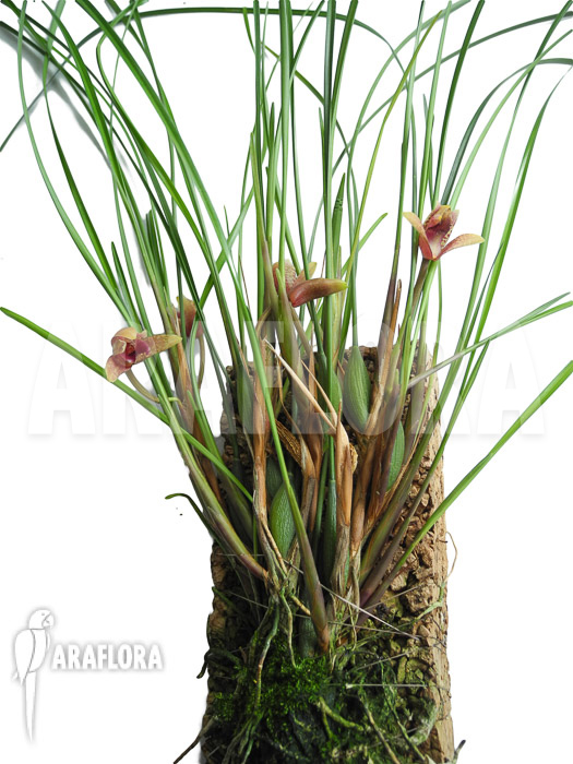 Maxillaria atrosanguinea