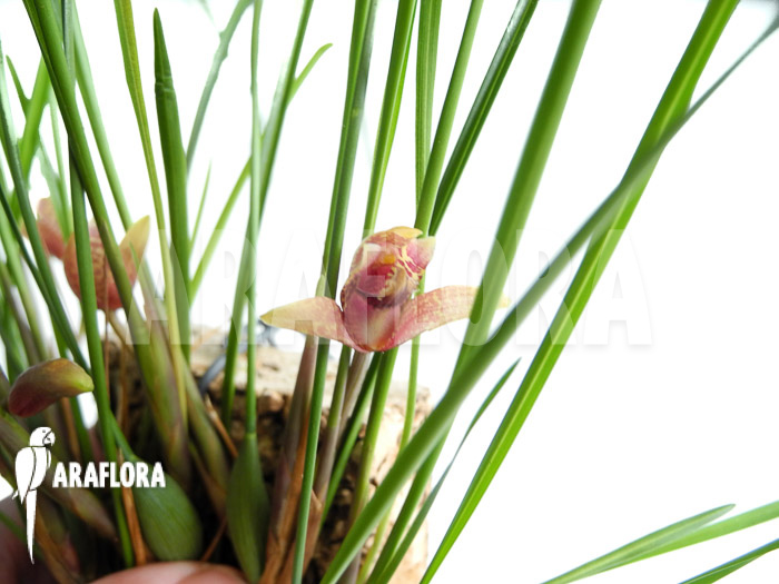 Maxillaria atrosanguinea