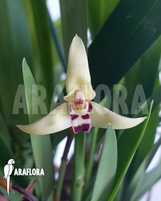 Maxillaria marginata