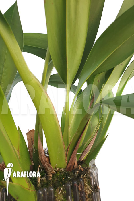 Maxillaria sanderiana