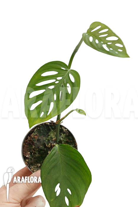 Monstera adansonii ssp laniata Indanza
