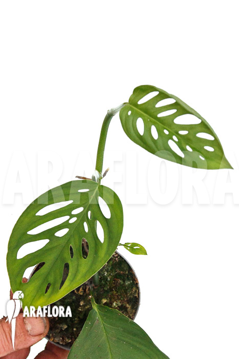 Monstera adansonii ssp laniata Indanza