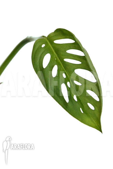Monstera adansonii ssp laniata Indanza