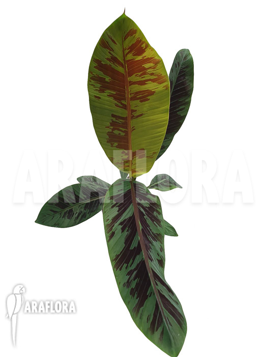 Musa acuminata &lsquo;Tiger stripes&rsquo;