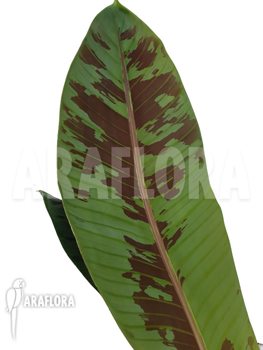 Musa acuminata &lsquo;Tiger stripes&rsquo;