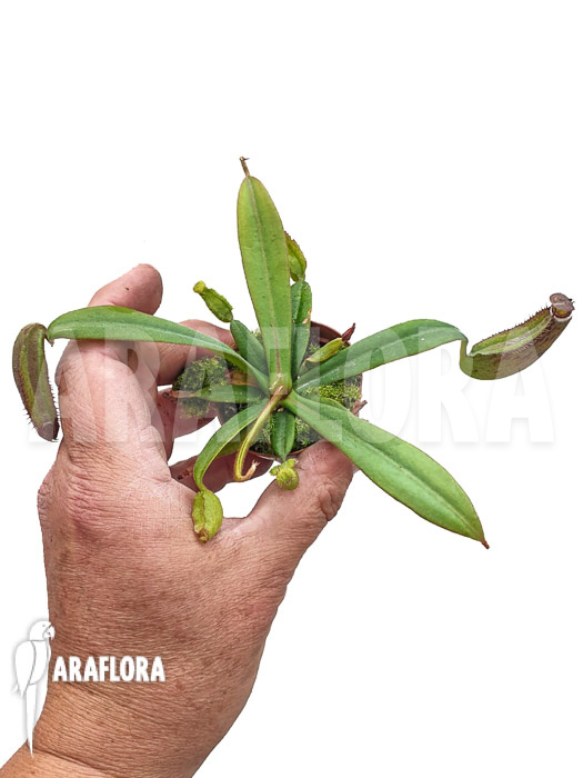 Nepenthes albo-marginata &lsquo;Starter&rsquo;
