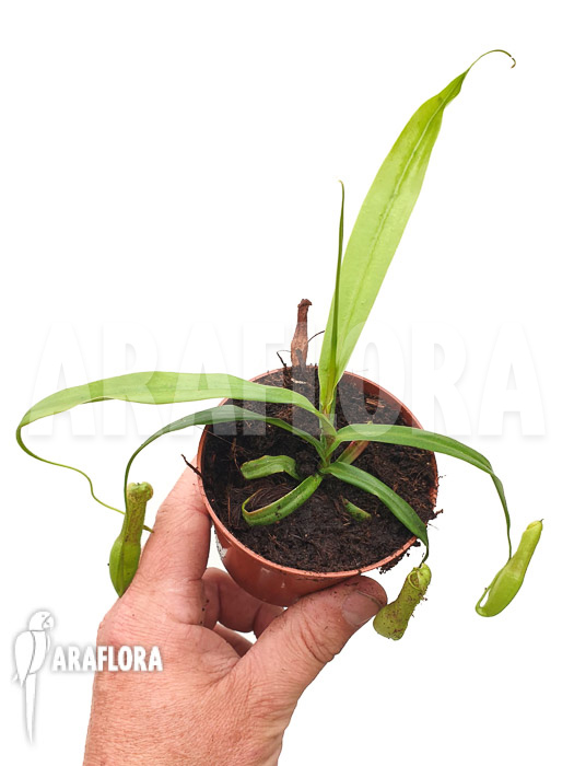 Nepenthes gracilis &lsquo;Starter&rsquo;