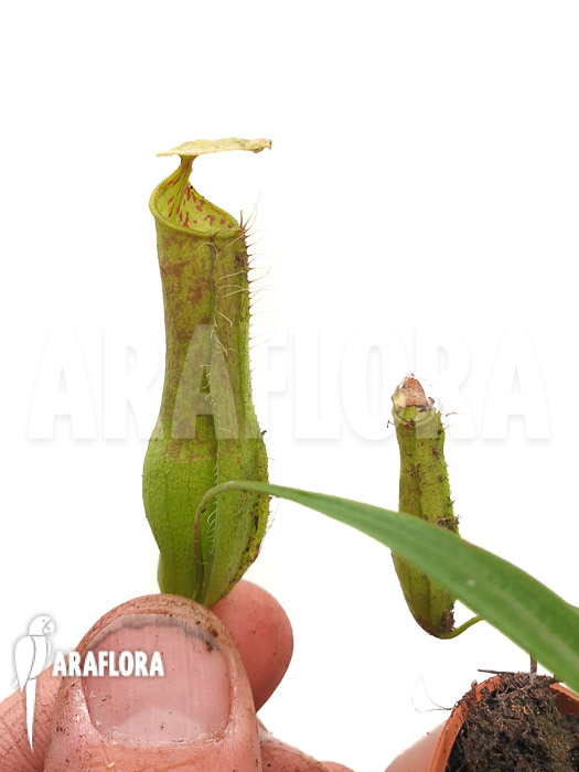 Nepenthes gracilis &lsquo;Starter&rsquo;