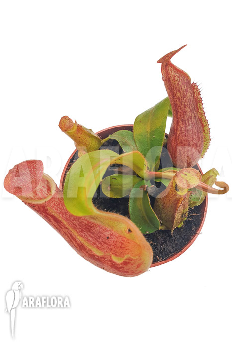 Nepenthes veitchii &lsquo;S&rsquo;