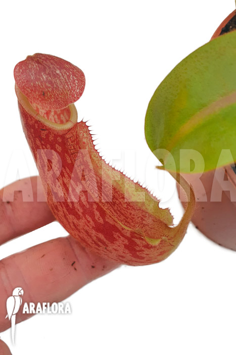 Nepenthes veitchii &lsquo;S&rsquo;