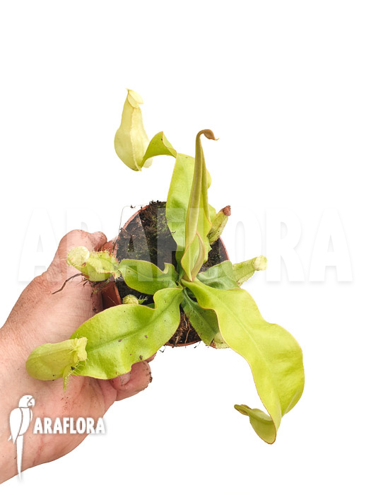 Nepenthes x hookeriana &lsquo;yellow&rsquo;