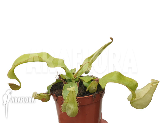 Nepenthes x hookeriana &lsquo;yellow&rsquo;