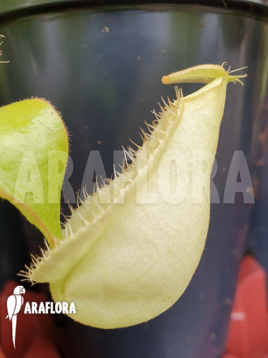 Nepenthes x hookeriana &lsquo;yellow&rsquo;