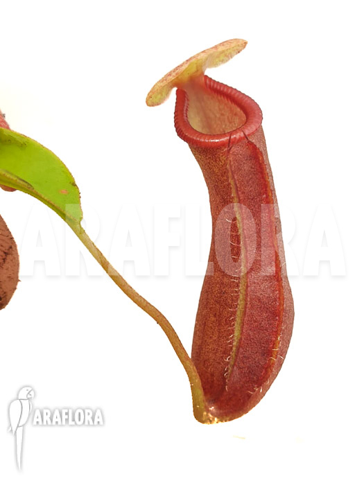 Nepenthes x singalana x ventricosa &lsquo;Starter&rsquo;