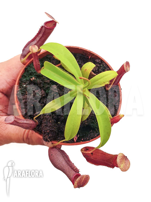 Nepenthes x singalana x ventricosa &lsquo;Starter&rsquo;