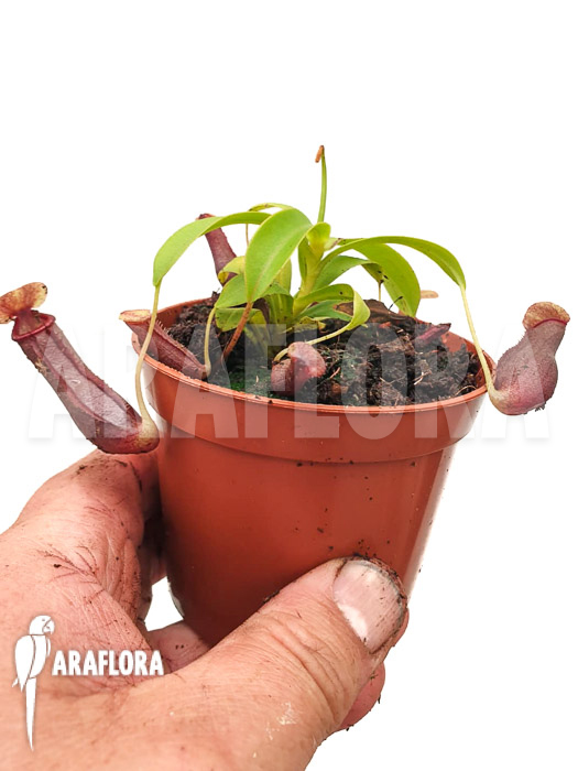 Nepenthes x singalana x ventricosa &lsquo;Starter&rsquo;