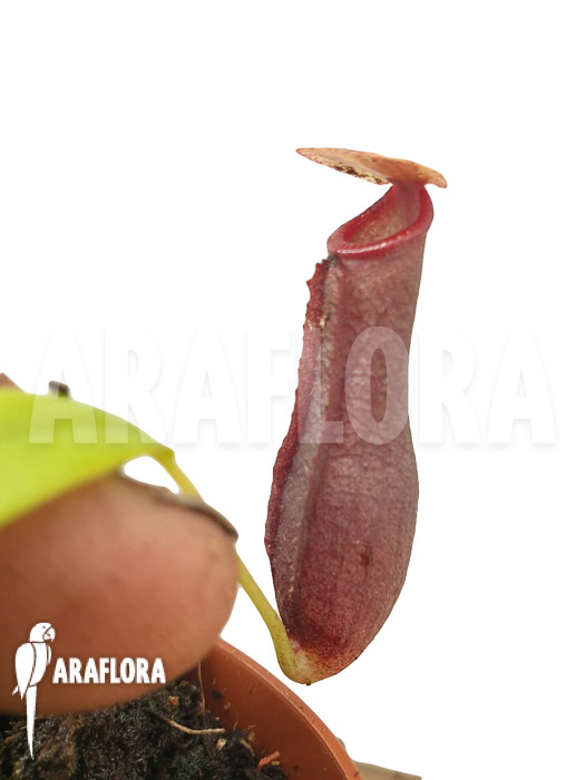 Nepenthes x singalana x ventricosa &lsquo;Starter&rsquo;