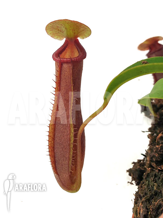 Nepenthes x singalana x ventricosa &lsquo;Starter&rsquo;