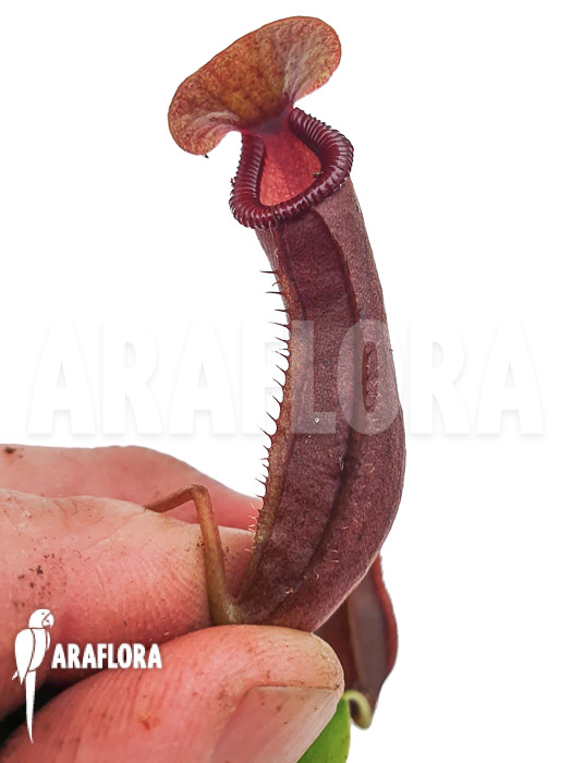 Nepenthes x singalana x ventricosa &lsquo;Starter&rsquo;