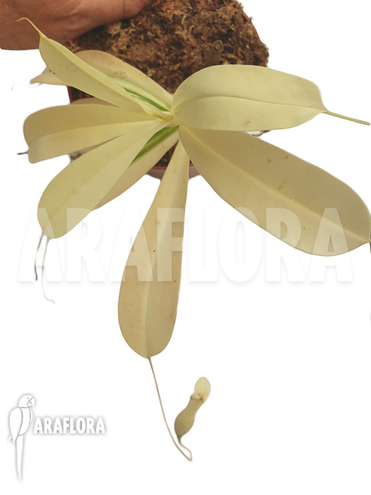 Nepenthes x ventrata &lsquo;snowking&rsquo;