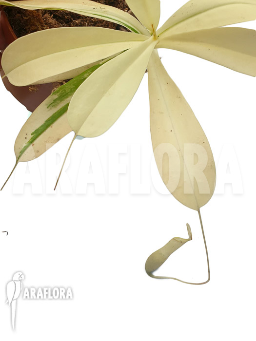 Nepenthes x ventrata &lsquo;snowking&rsquo;