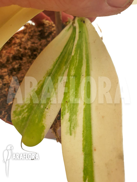 Nepenthes x ventrata &lsquo;snowking&rsquo;