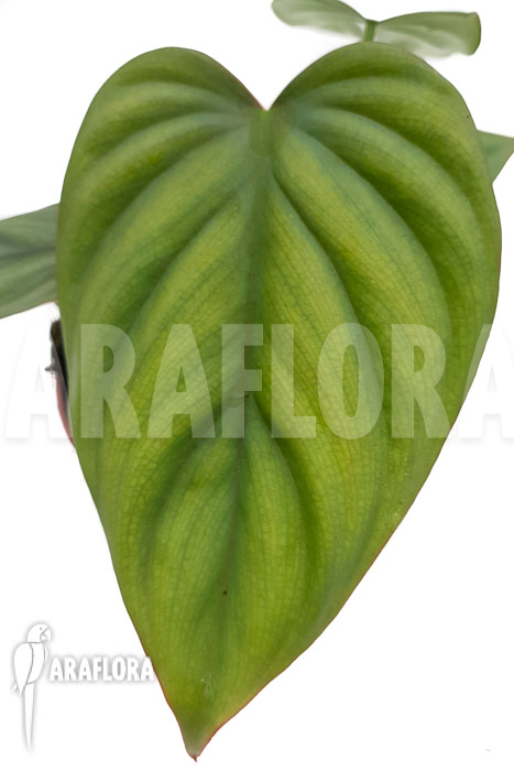 Philodendron &lsquo;Colombia&rsquo;