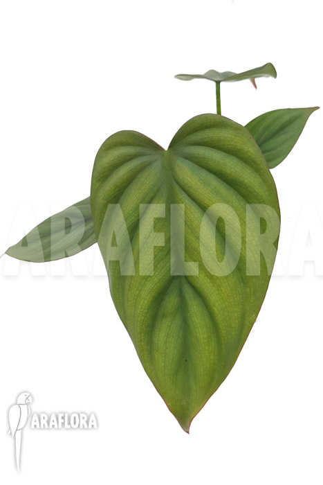 Philodendron &lsquo;Colombia&rsquo;