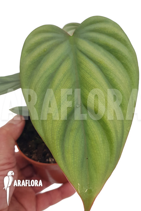 Philodendron &lsquo;Colombia&rsquo;