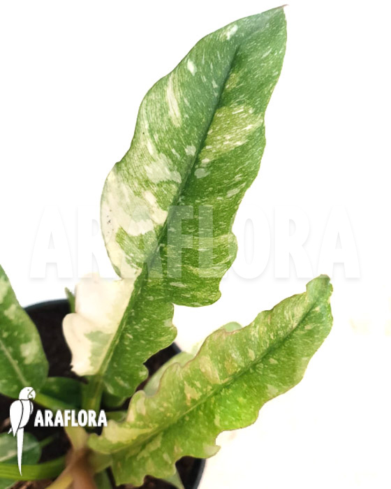 Philodendron &lsquo;Ring of Fire&rsquo; variegata
